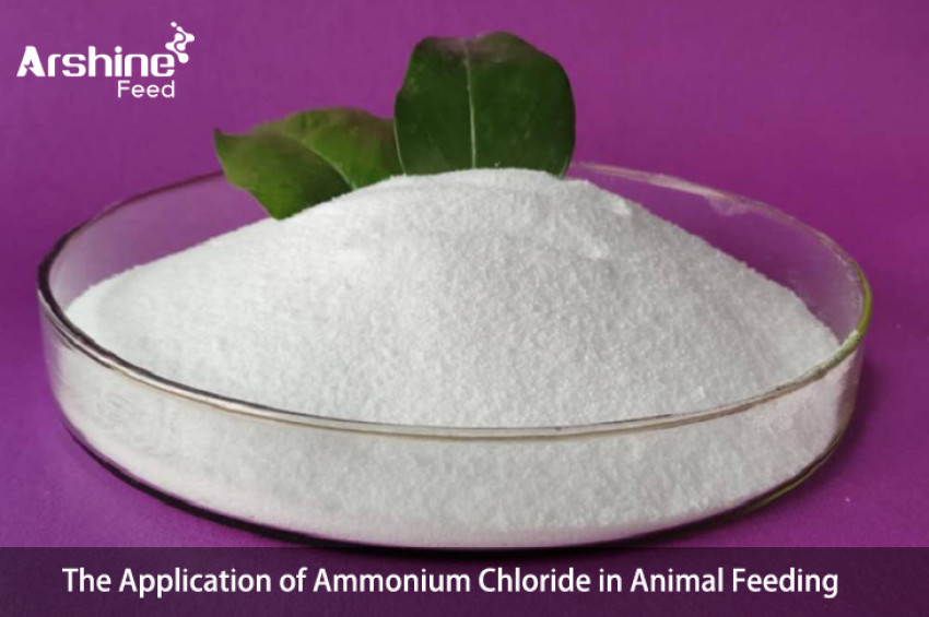 The Application of Ammonium Chloride in Animal Feeding