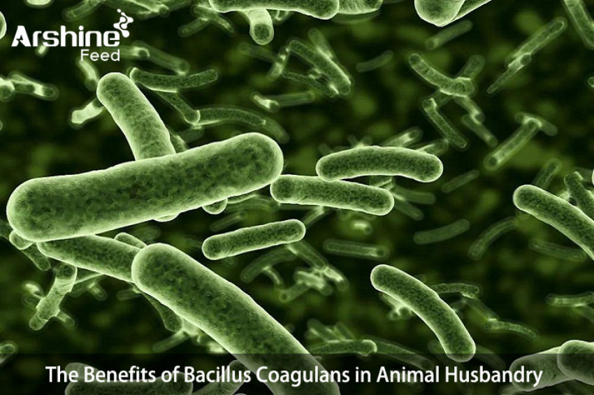 The Benefits of Bacillus Coagulans in Animal Husbandry
