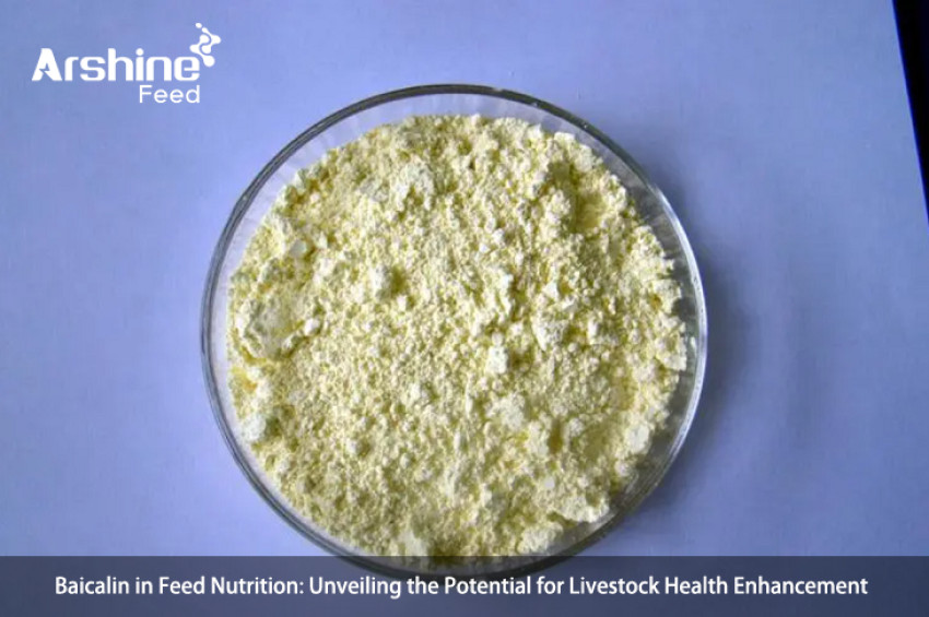 Baicalin in Feed Nutrition: Unveiling the Potential for Livestock Health Enhancement
