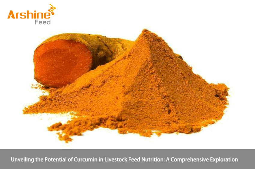 Unveiling the Potential of Curcumin in Livestock Feed Nutrition: A Comprehensive Exploration