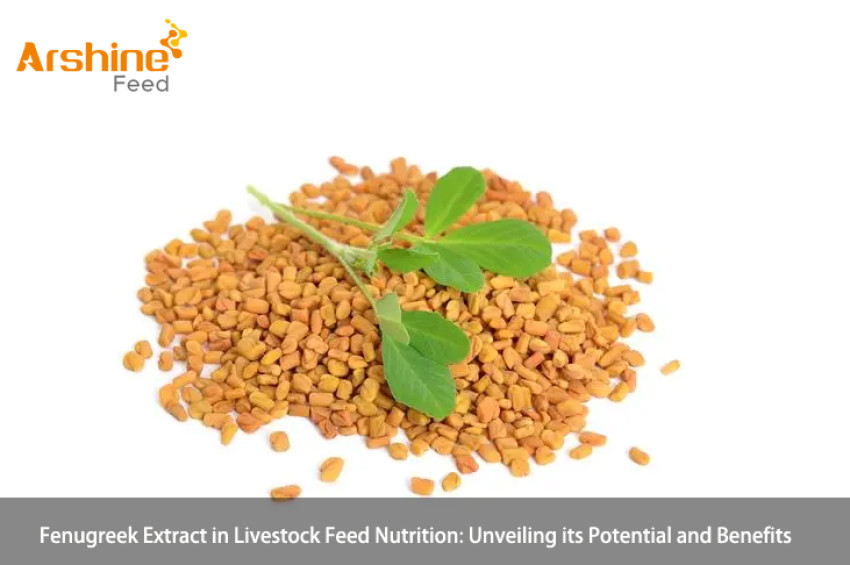 Fenugreek Extract in Livestock Feed Nutrition: Unveiling its Potential and Benefits