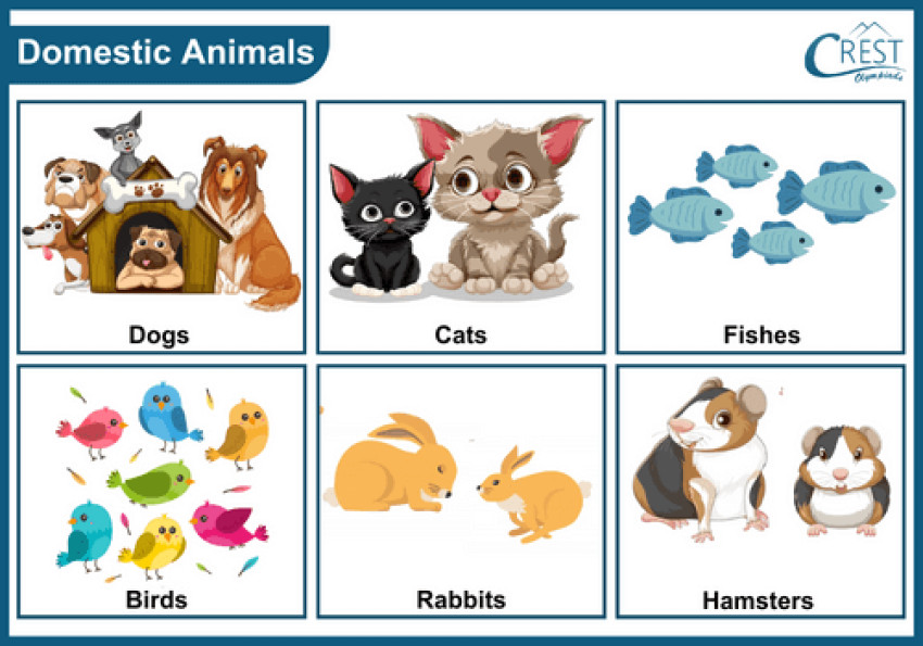 Classification of Animals - Class 2 Science