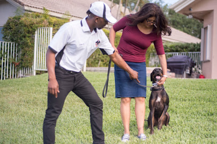 Building Trust and Connection: Through the Leash Dog Behavior & Training