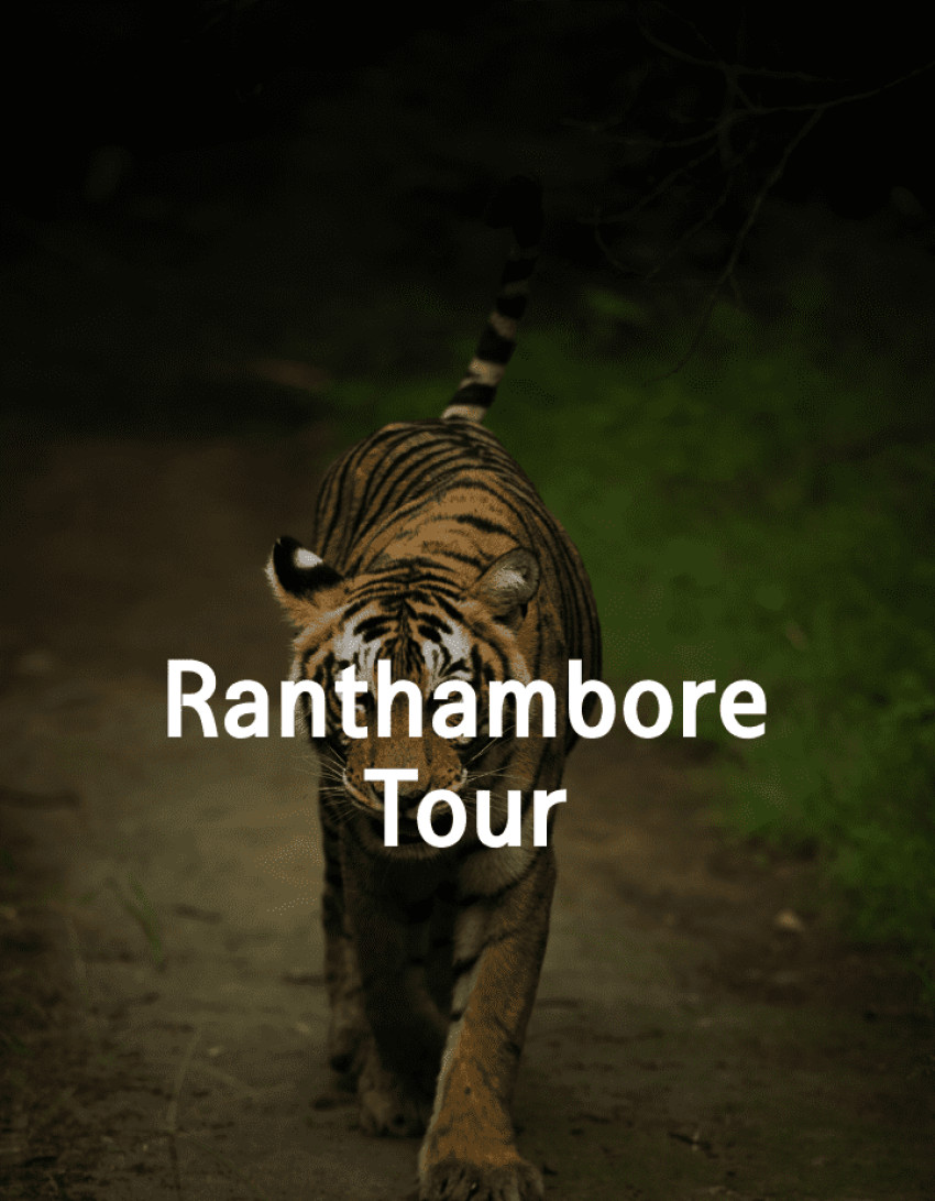 Roaring Adventures Await: Discover Ranthambore with Our Tour Packages