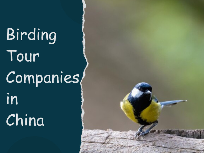 Explore the Importance of a Birding Trip