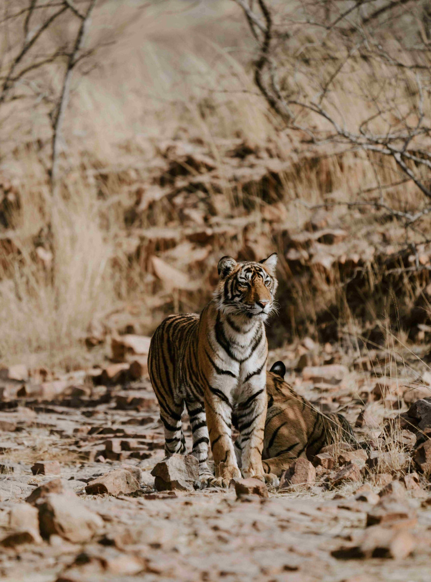 Exploring the Wilderness: Ranthambore Tour Packages the Enchanting Land of Rajasthan