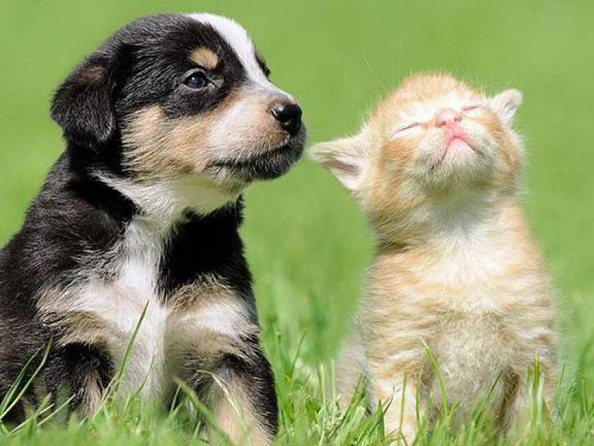 Why Does My Dog Lay On Me? What is pawsilu.