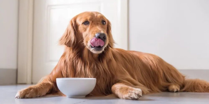 Nourishing the Future: The Best Dog Foods for Puppies in the USA