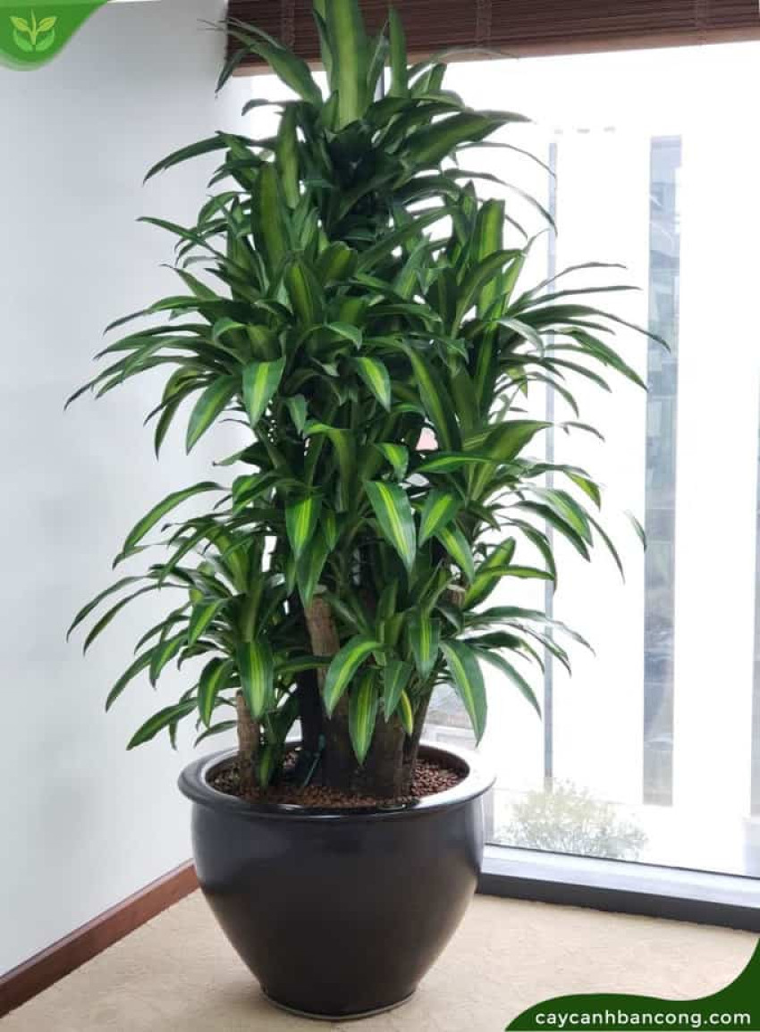 7 types of plants that should be grown indoors