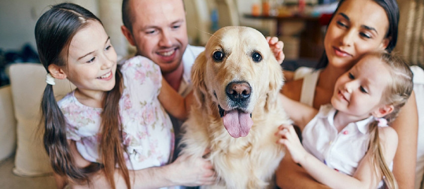 Securing Your Furry Friend: A Comprehensive Guide to Pet Insurance in Framingham