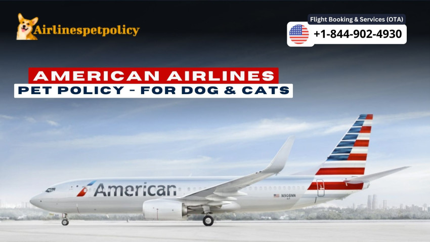 American Airlines Pet Policy - Fly Safely With Dog or Cat