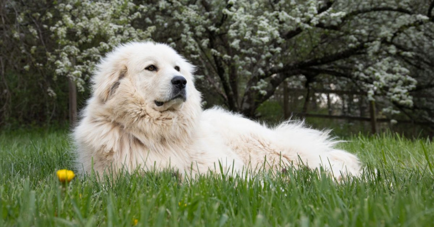 Great Pyrenees: A Comprehensive Guide to the Gentle Giants