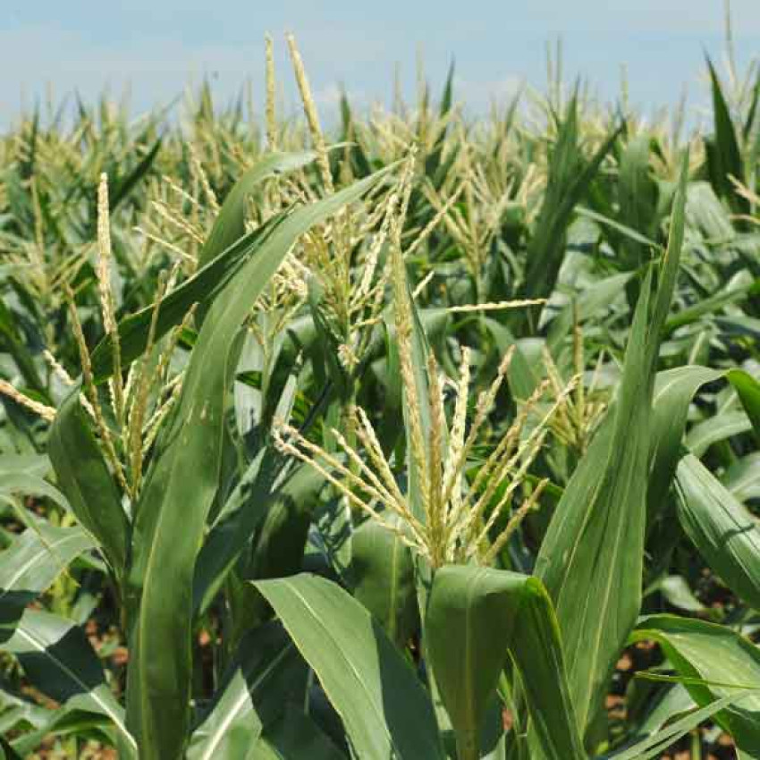 Nurturing Nature: Unveiling the Magic of Organic Plant Growth Promoters"\