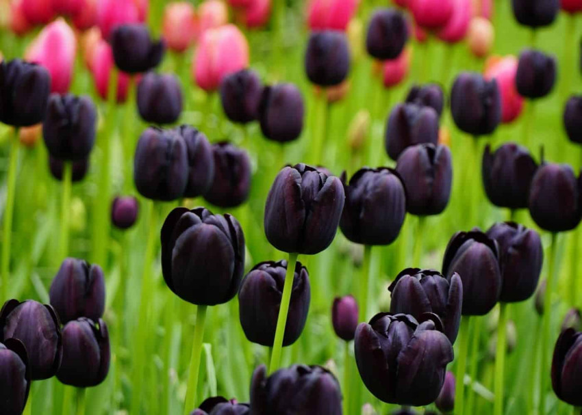 The colors of tulips and their meanings