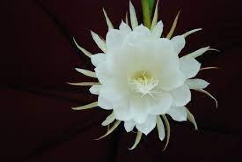 The most beautiful and expensive flowers