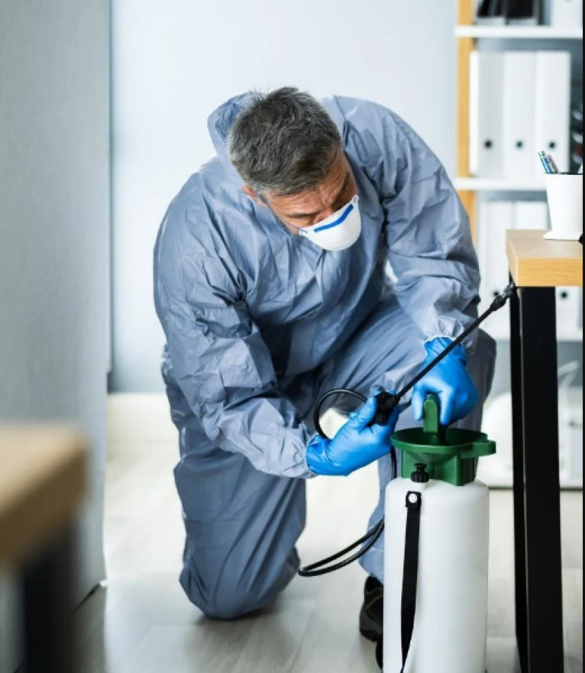 Unveiling 24-Hour Pest Control: Navigating Pest Challenges In Las Vegas | Josh The Bug Guy