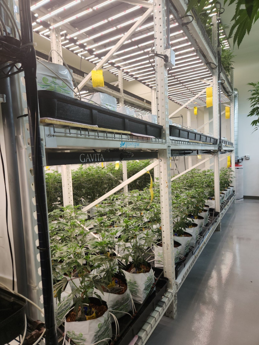 The Ultimate Grow Room Setup: Our Top Picks for Maximizing Plant Growth and Health