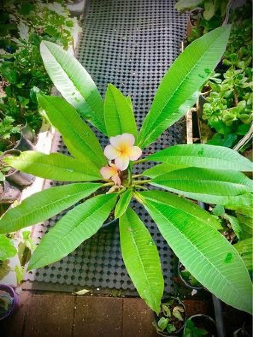 Embracing Tropical Elegance: The Enchanting World of Frangipani at Sai Nursery