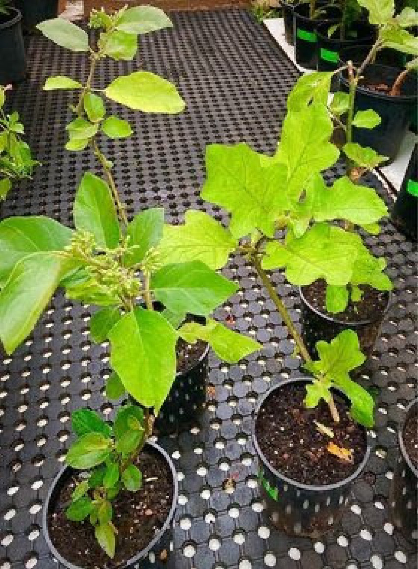 Turkish Berry (Sundakai): A Culinary Adventure Through Unique Flavors in Sydney