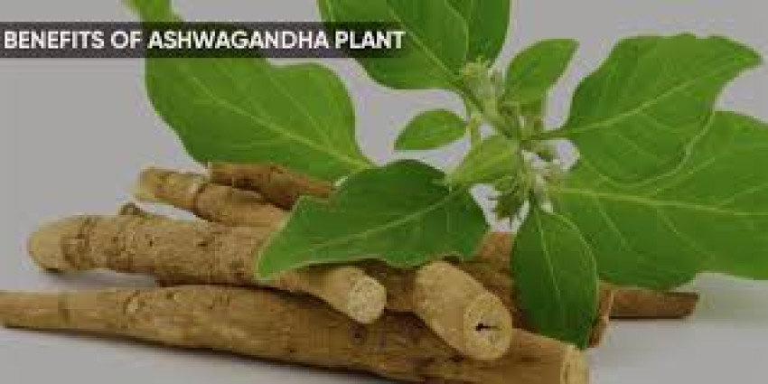 Ashwagandha: The Ancient Adaptogen for Modern Wellness