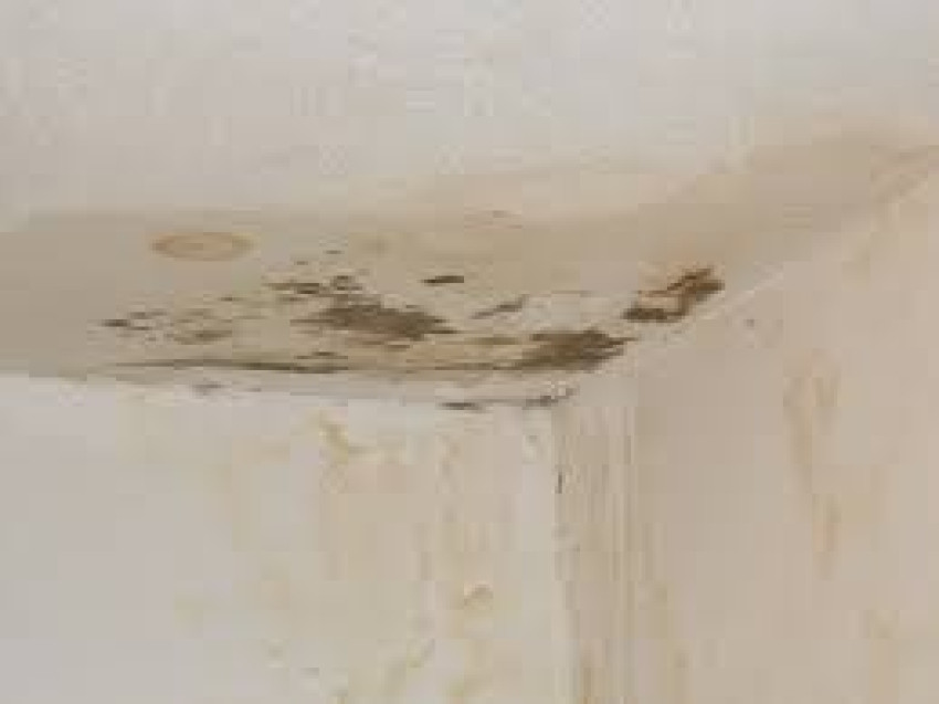 The Ultimate Guide to Mold Testing Services in Augusta, GA