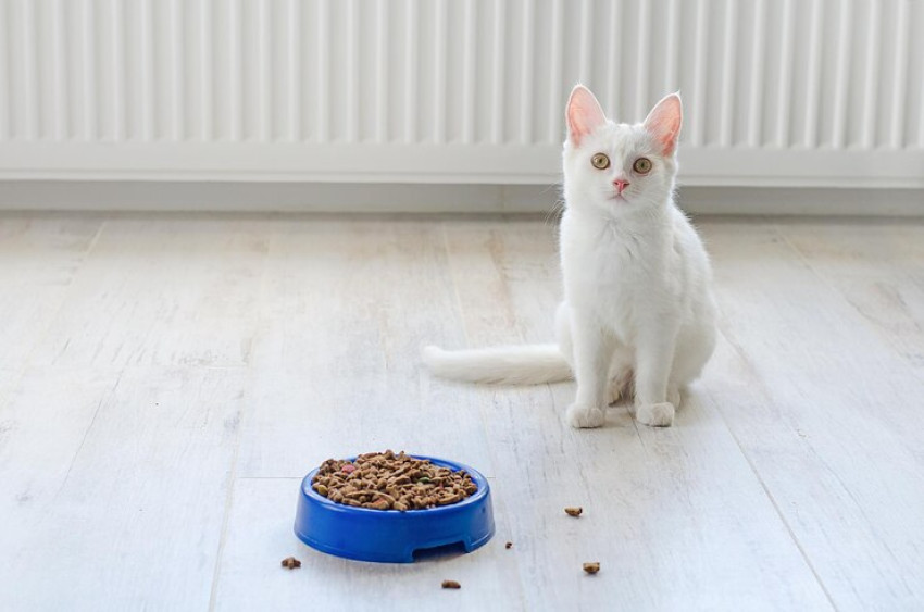 How to Buy Cat Dry Food in Singapore?
