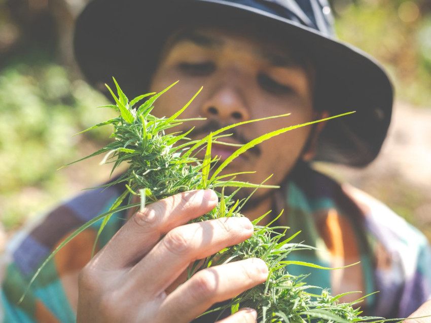 Your Go-To Guide for Toronto Weed Delivery: Unmatched Convenience at Your Doorstep