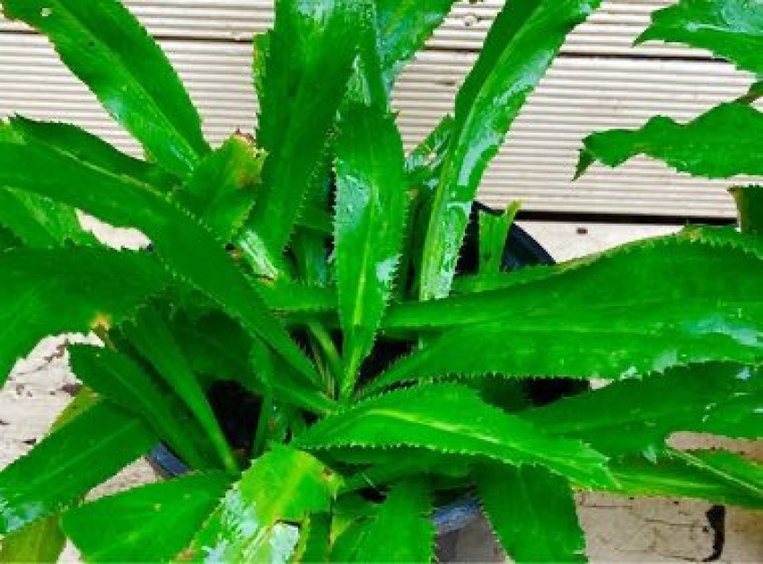 Mexican Coriander: Adding a Zesty Twist to Sydney's Culinary Palette