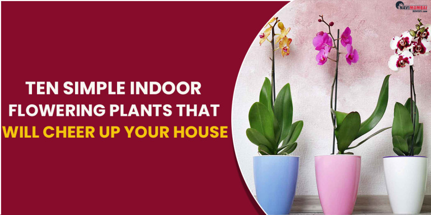Ten Simple Indoor Flowering Plants That Will Cheer Up Your House