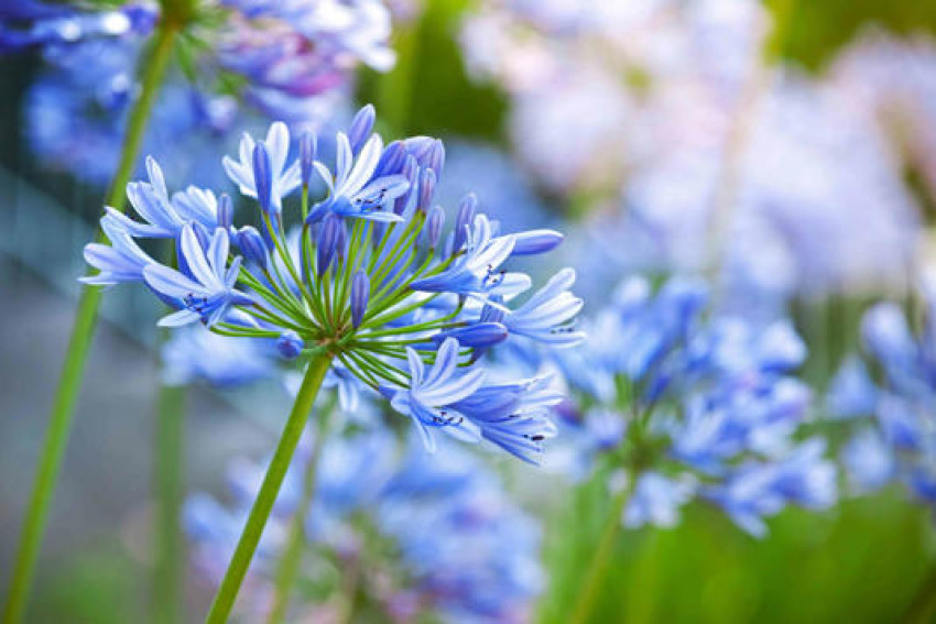 10 Springtime Blooms That Will Add Color and Fragrance to Your Yard