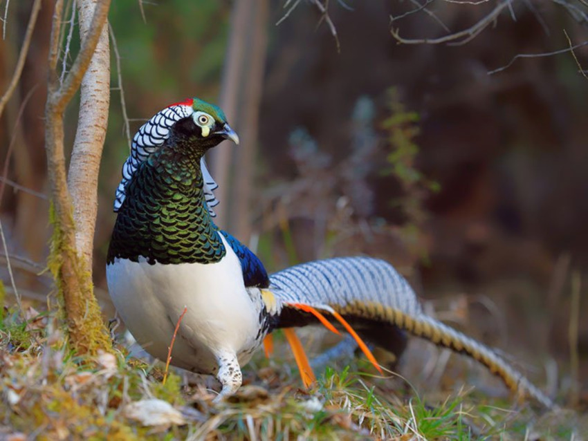 Why International Bird Watchers Love Going on Yunnan Birding Tours