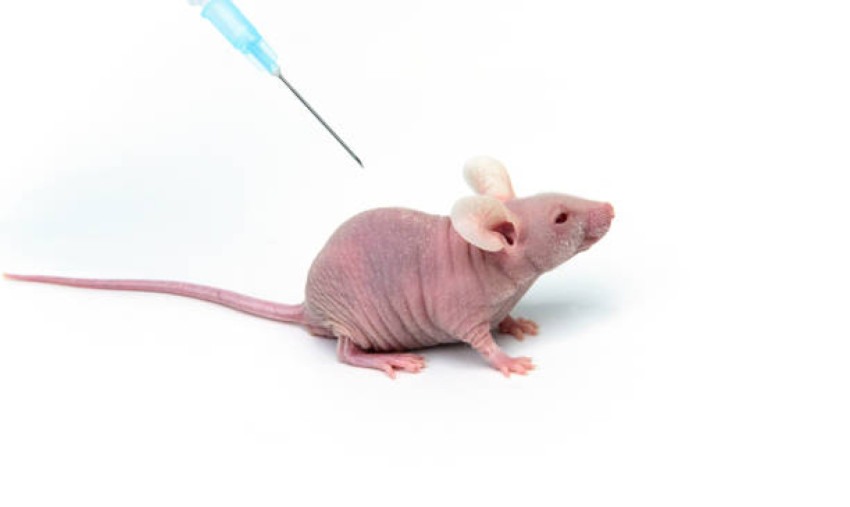 Xenograft Animal Models: Exploring Advantages, Limitations, and Applications