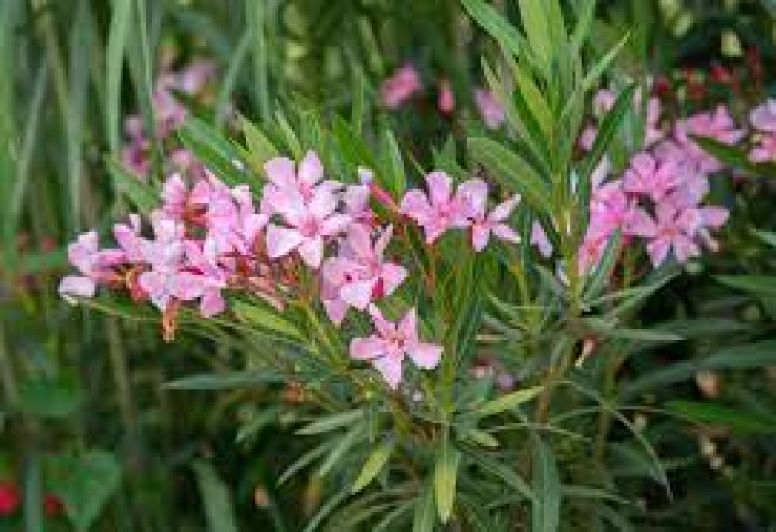 Nerium Oleander: The Enigmatic Beauty with a Dark Side
