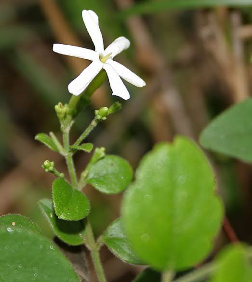 Needle Jasmine: A Fragrant Elegance in the Garden