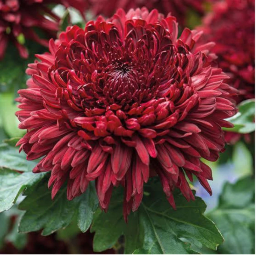 The Beauty and Symbolism of Chrysanthemums: A Guide to Cultivation and Cultural Significance