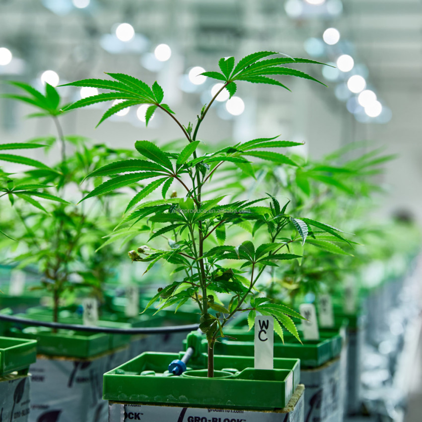 6 Ways to Maximize the Benefits of LED Plant Grow Lights