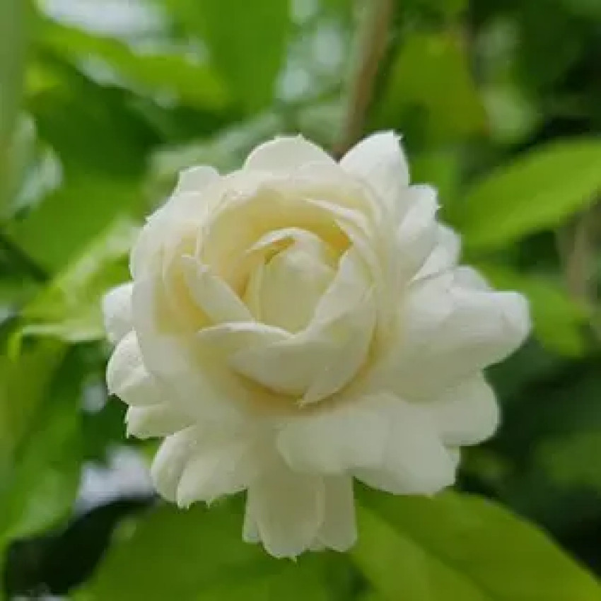 Jasmine Sambac: A Fragrant Treasure of the Tropics