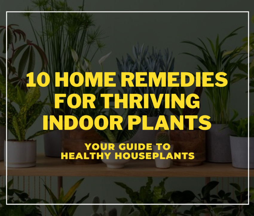Green Thumb Secrets: 10 Home Remedies for Thriving Indoor Plants