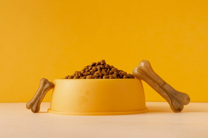 Buy Dog Dry Food To Improve your Dog's Health