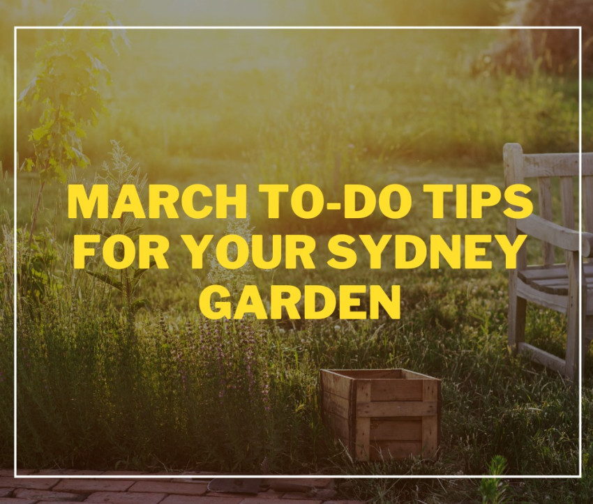March To-Do Tips for Your Sydney Garden