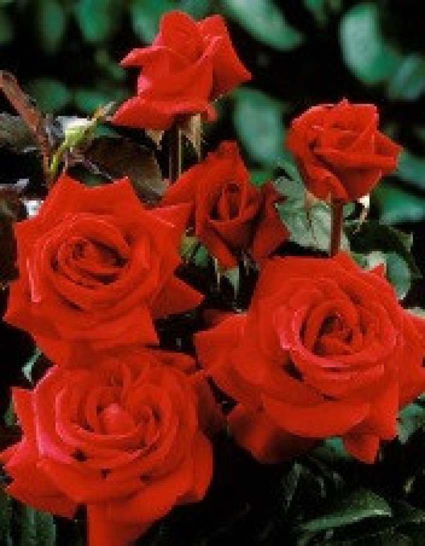 "Care for Roses – How to Make Them Bloom More