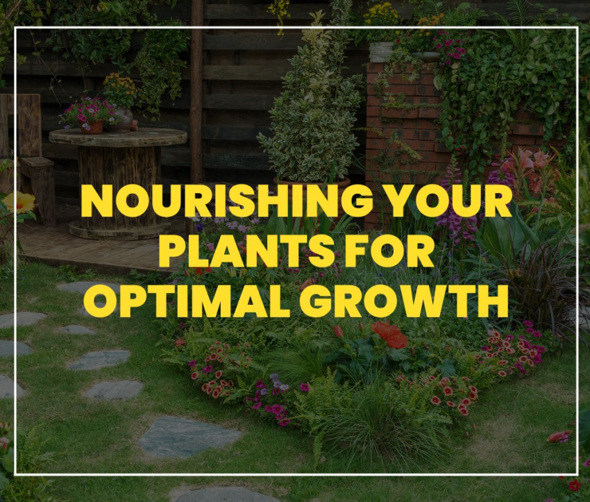 Nourishing Your Plants for Optimal Growth