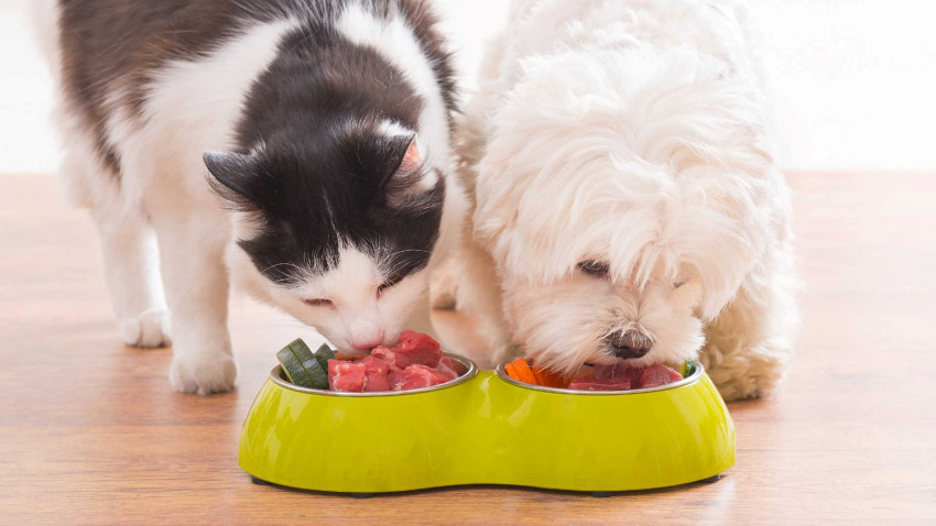 How to Spot Fake Reviews When Buying Pet Food Online