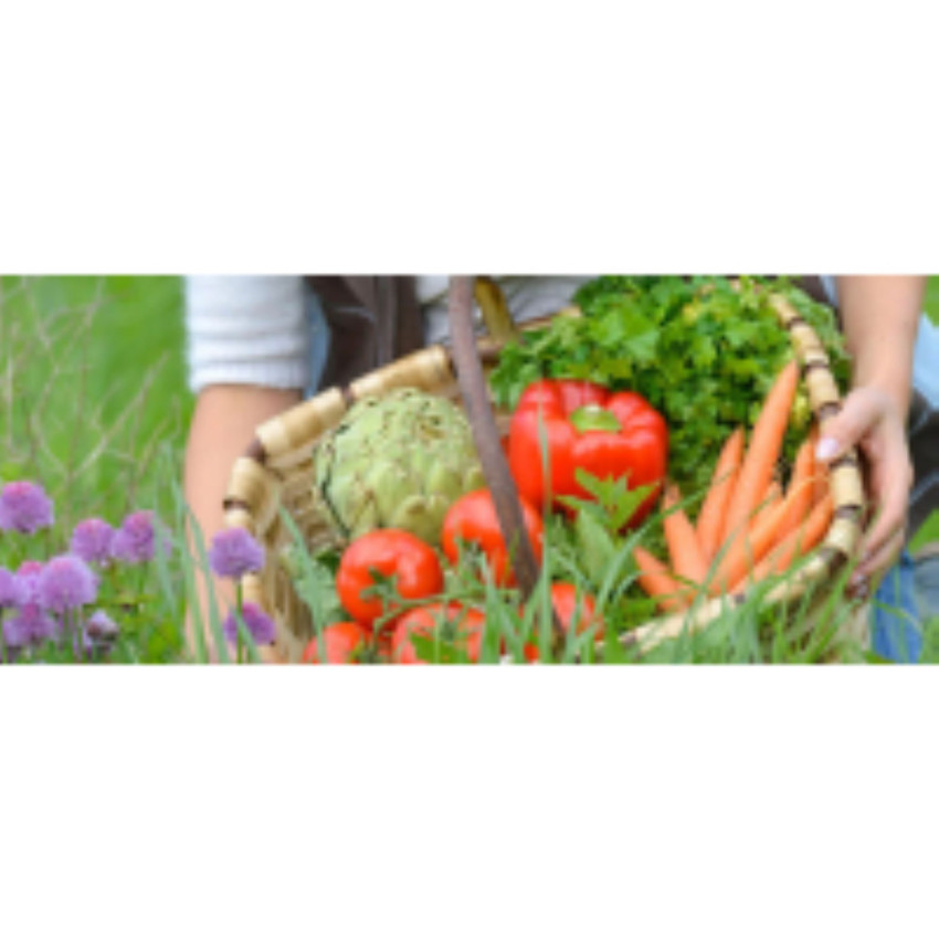 Your ultimate guide to growing your own organic Vegetable Garden