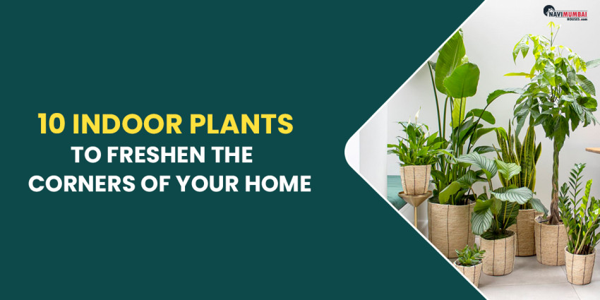 10 Indoor Plants To Freshen The Corners Of Your Home