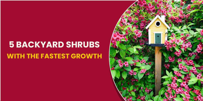 5 Backyard Shrubs With The Fastest Growth