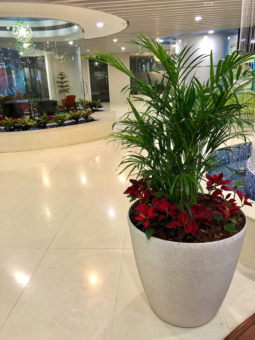 Add Greenery to Any Space with Plants on Rent in Noida