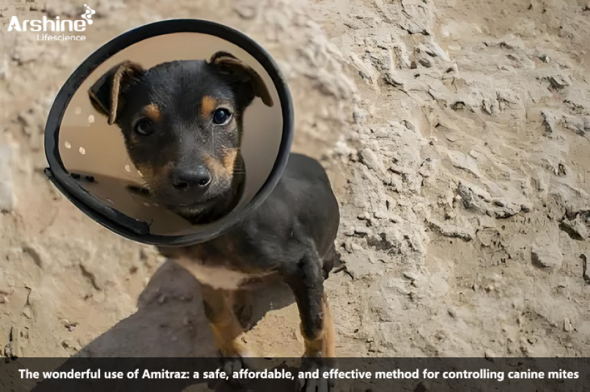 The wonderful use of Amitraz: a safe, affordable, and effective method for controlling canine mites