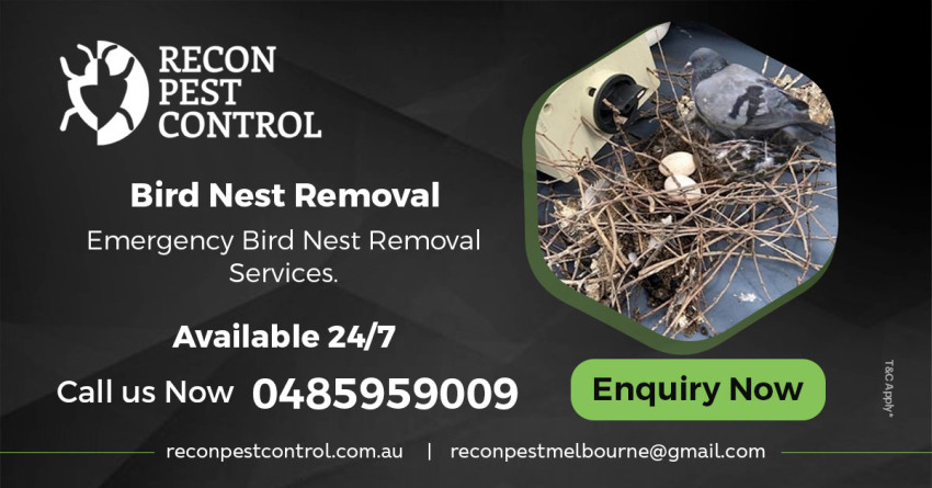 The Do’s and Don’ts of Bird Nest Removal