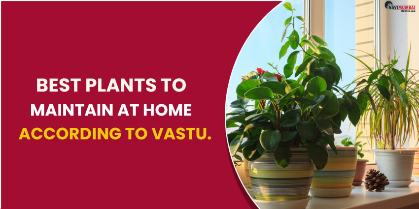 Best Plants To Maintain At Home According To Vastu.